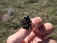 Bombus argillaceus