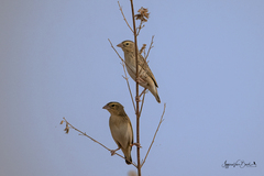 Euplectes franciscanus