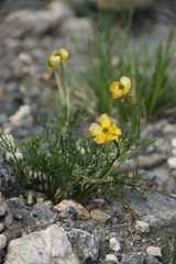 Ranunculus adoneus