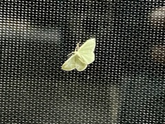 Chlorochlamys phyllinaria