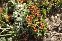 Sibbaldia procumbens