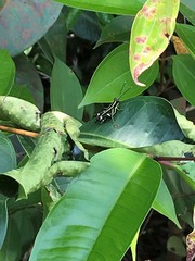 Traulia azureipennis