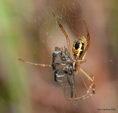 Argiope catenulata