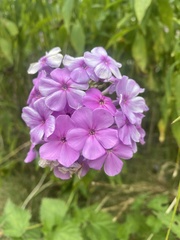 Phlox paniculata