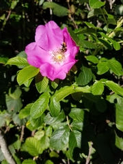 Rosa palustris