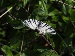 Iphiclides podalirius