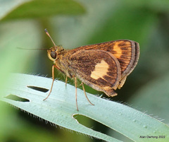 Oriens paragola