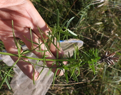 Dracocephalum ruyschiana
