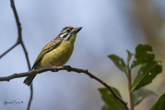 Pogoniulus chrysoconus