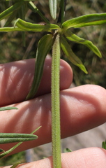Dracocephalum ruyschiana
