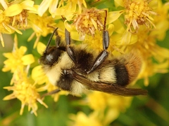 Bombus hypocrita hypocrita