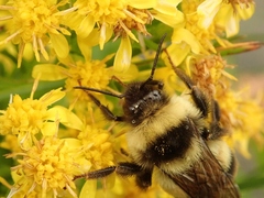 Bombus hypocrita hypocrita