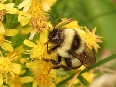 Bombus hypocrita hypocrita