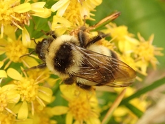 Bombus hypocrita hypocrita