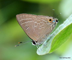 Deudorix epijarbas