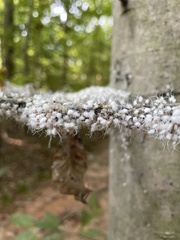 Grylloprociphilus imbricator