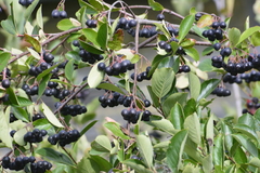Aronia mitschurinii