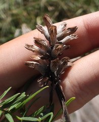 Dracocephalum ruyschiana