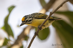 Pogoniulus chrysoconus