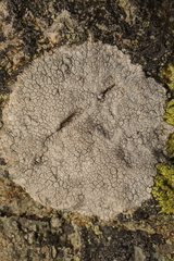 Lecanoromycetes