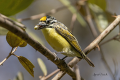 Pogoniulus chrysoconus