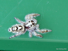 Hyllus diardi