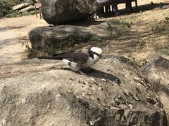 Eurocephalus ruppelli