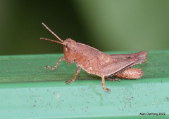 Acrididae
