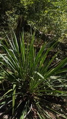 Yucca filamentosa