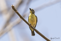 Pogoniulus chrysoconus