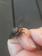 Adelphagrotis indeterminata