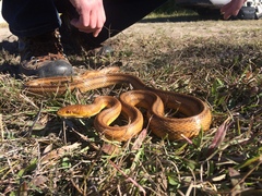 Pantherophis alleghaniensis