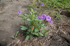 Ruellia nudiflora
