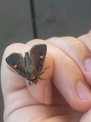 Adelphagrotis indeterminata