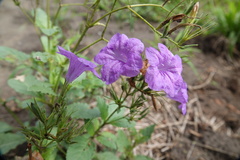 Ruellia nudiflora