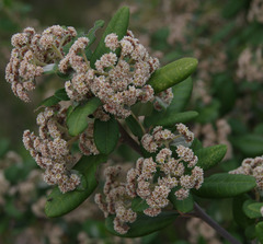 Spyridium globulosum