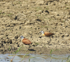 Actophilornis africanus
