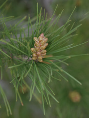 Pinus pinaster