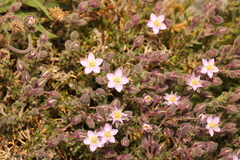Spergularia rupicola