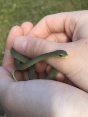 Opheodrys aestivus