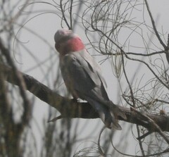 Eolophus roseicapilla