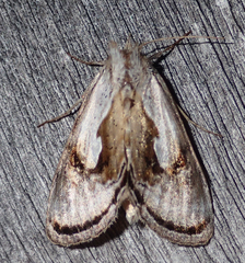 Chrysanympha formosa