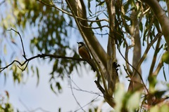 Pachycephala rufiventris