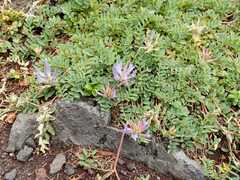 Astragalus laxmannii