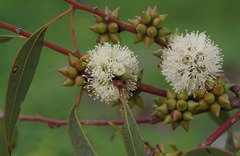 Eucalyptus decipiens
