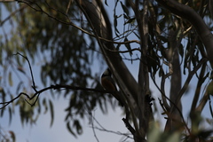 Pachycephala rufiventris