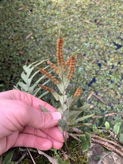 Pleopeltis macrocarpa