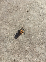 Nicrophorus vespillo