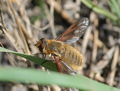 Poecilanthrax sackenii