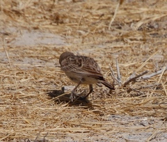 Calandrella cinerea